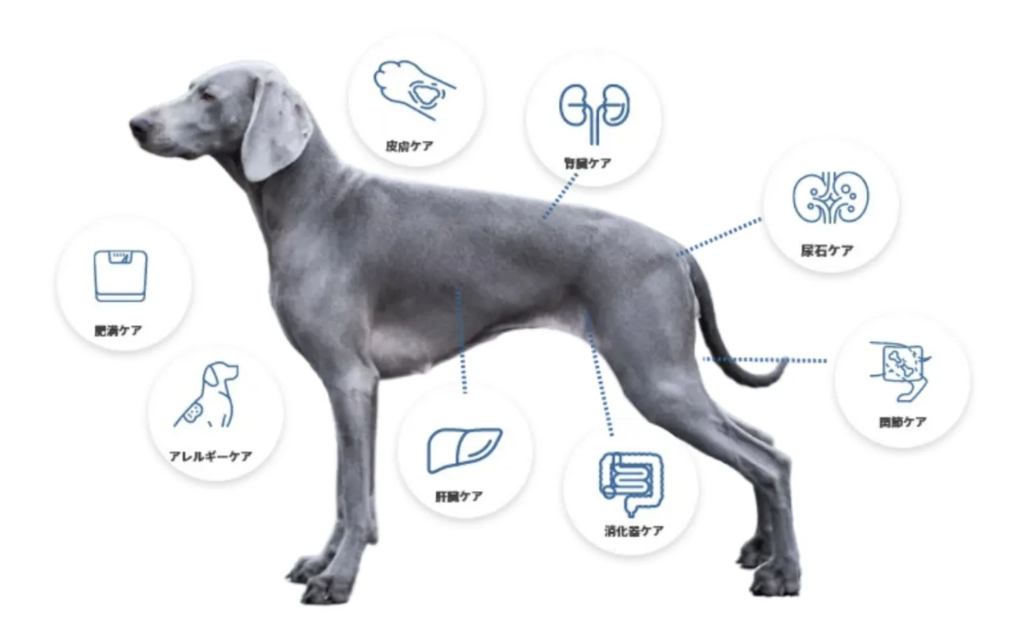 ドイツ獣医師が監修・開発した食事療法食も人気