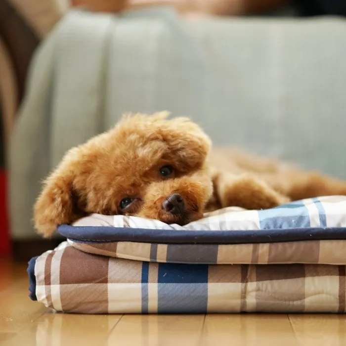 好んで食べず便の状態が悪い