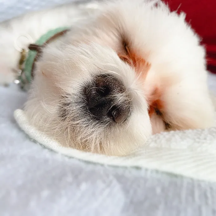 涙やけが悪化した