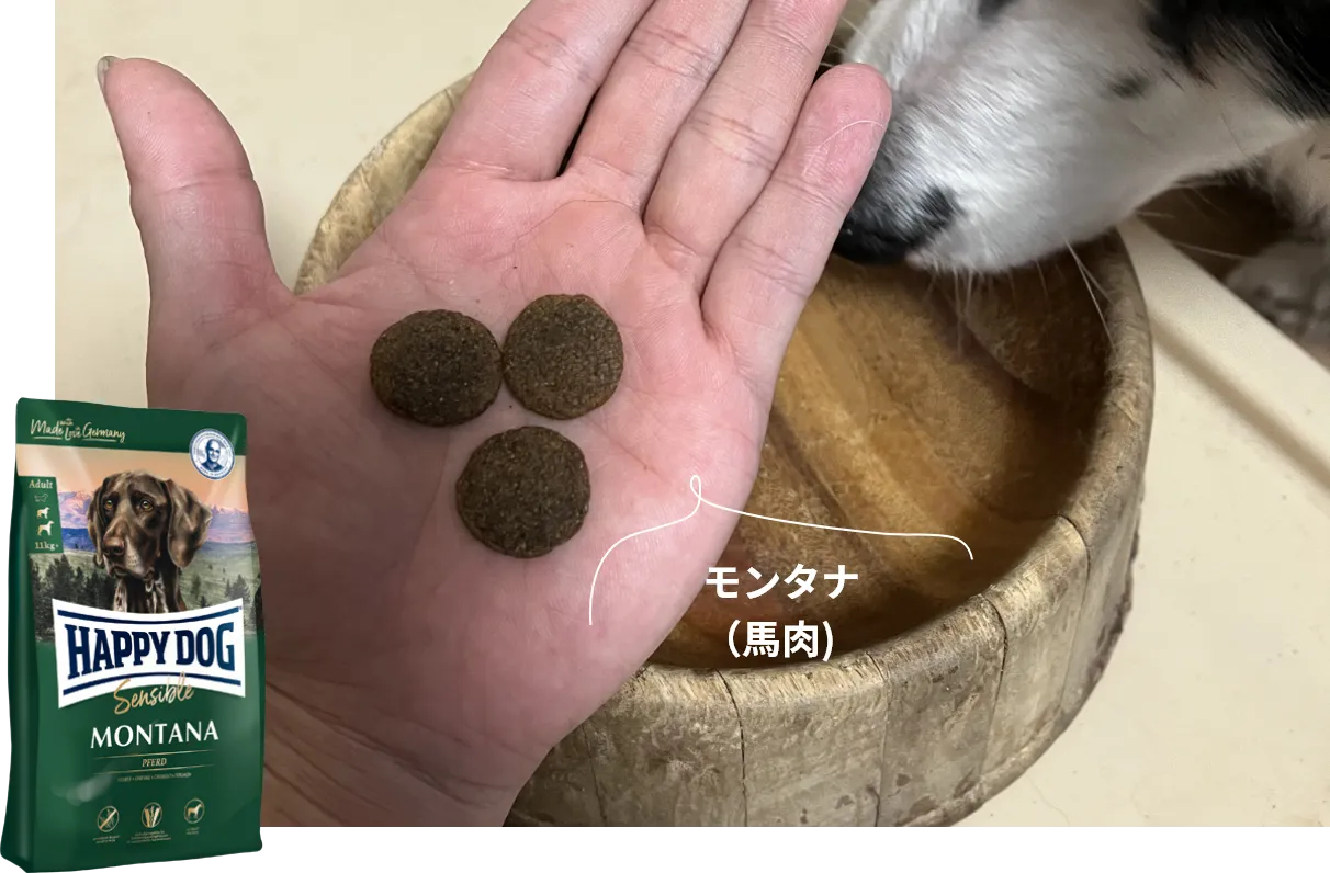 シニア犬の食いつきも良し