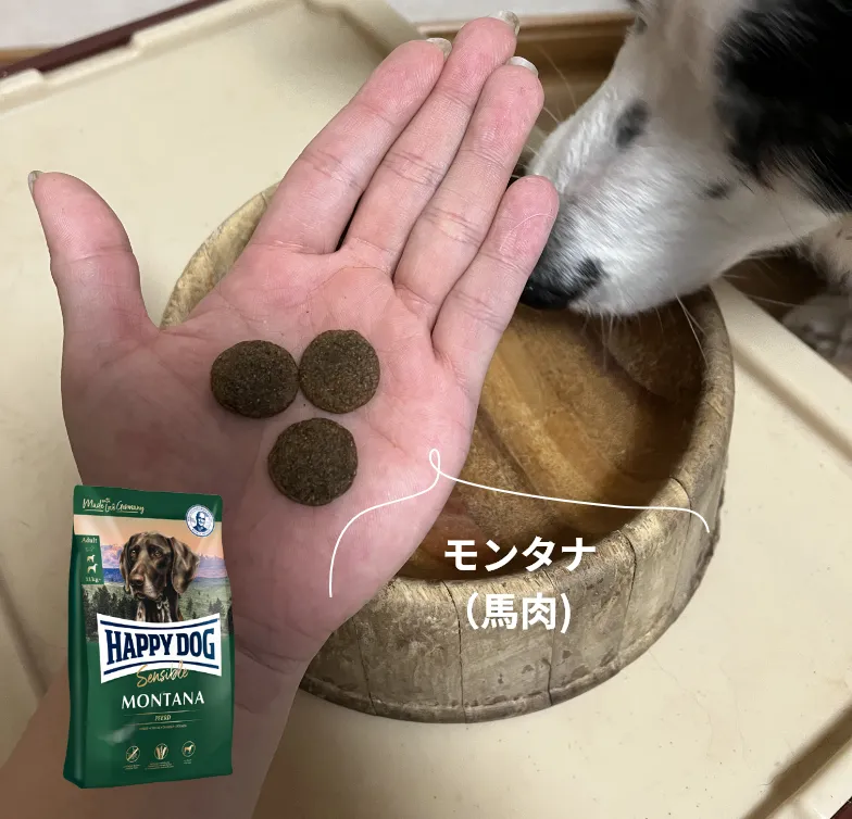 シニア犬の食いつきも良し