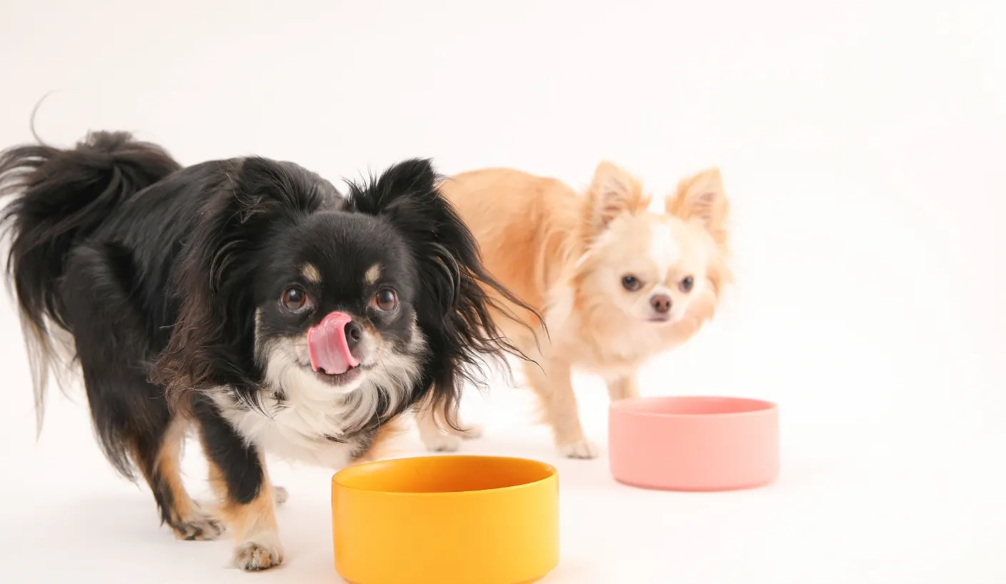 どんなワンちゃんにも寄り添ったフード