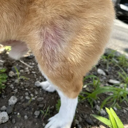 食物アレルギーがひどく、皮膚の状態が良くない