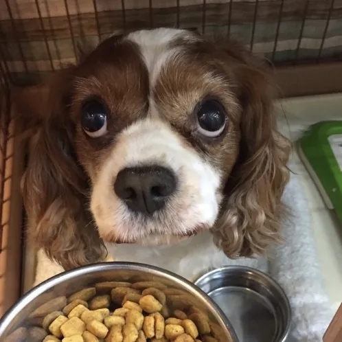 下痢を繰り返し食欲もあまりない