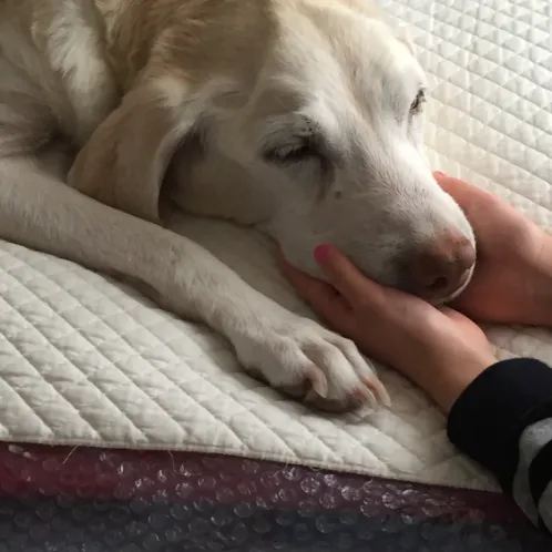 腎臓の数値が悪く日々体調が悪そう