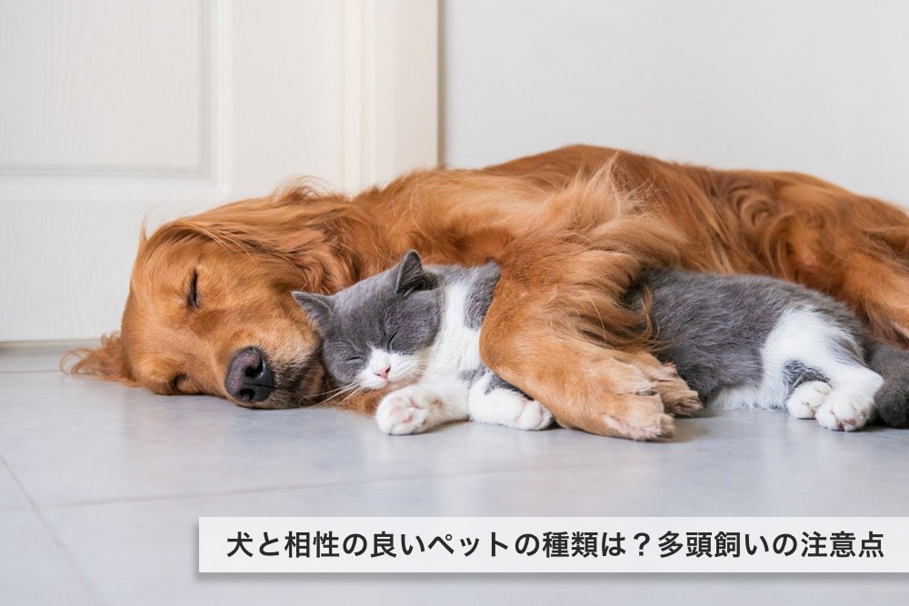 犬と相性の良いペットの種類は？多頭飼いの注意点もご紹介！