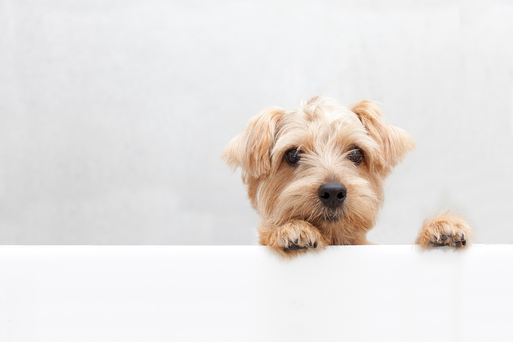 これで掃除も簡単に！犬の臭いや毛対策におすすめな便 利グッズをご紹介！