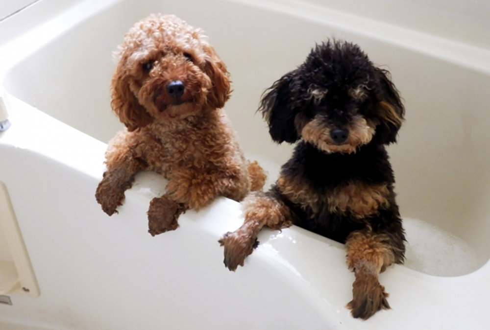 犬のお風呂嫌いは克服できる 自宅でできるお風呂対策をご紹介 愛犬ちゃんねる