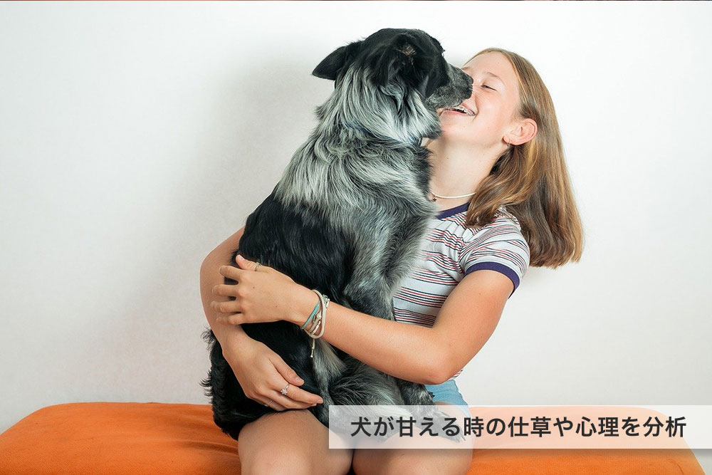 飼い主さんが大好き！犬が甘える時の仕草や心理を分析