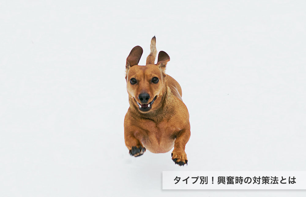 犬が興奮したときのしつけと対策方法を３つご紹介 愛犬ちゃんねる