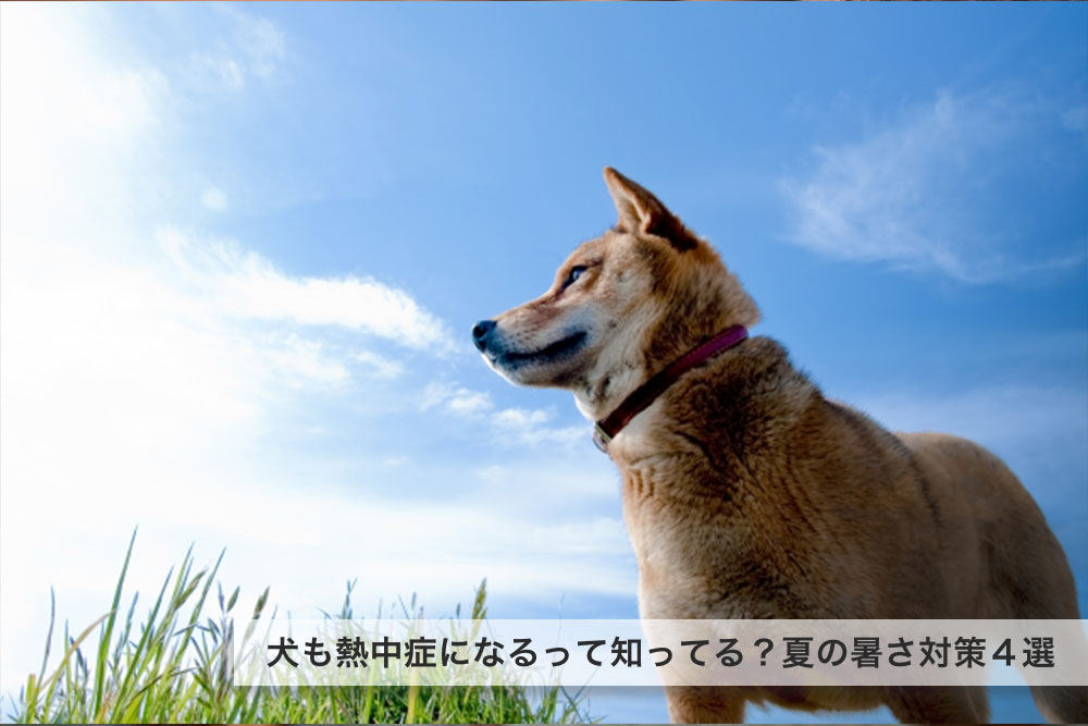 犬も熱中症になるって知ってる？夏の暑さ対策４選