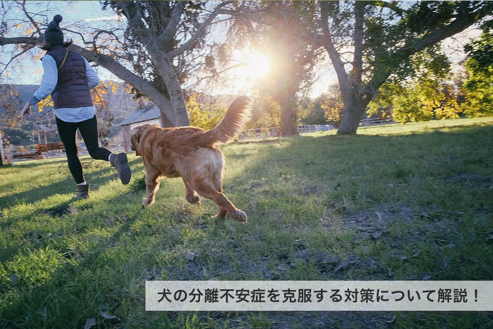 犬の分離不安症を克服する対策について解説！原因としつけが重要ポイントに