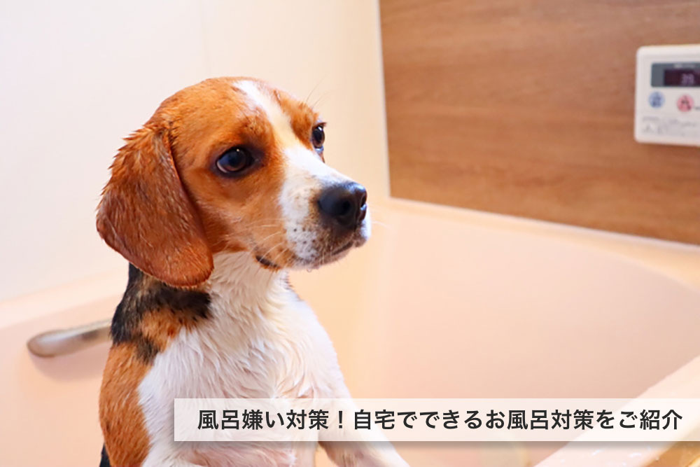 犬のお風呂嫌いは克服できる？自宅でできるお風呂対策をご紹介