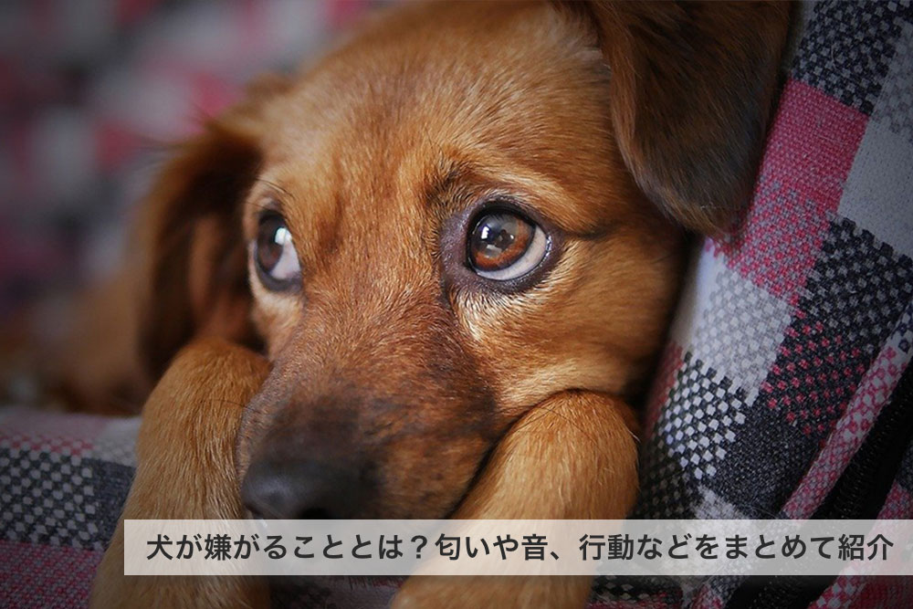 犬が嫌がることとは？匂いや音、行動などをまとめて紹介