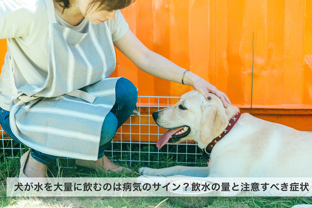 犬が水を大量に飲むのは病気のサイン？飲水の量と注意すべき症状とは