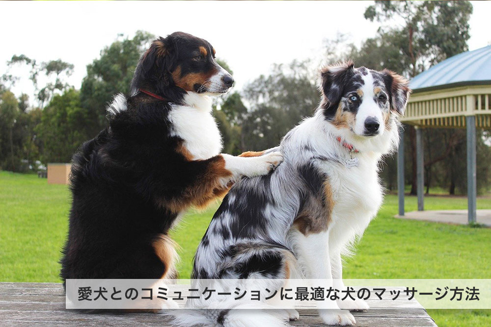 愛犬とのコミュニケーションに最適な犬のマッサージ方法と注意点