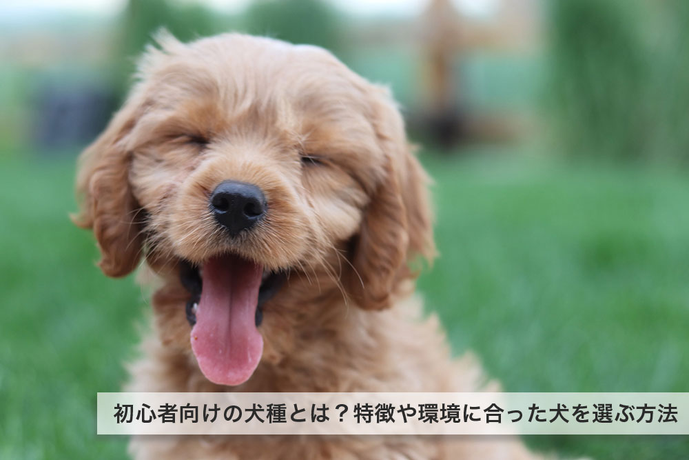 初心者向けの犬種とは？特徴を知って飼育環境に合った犬を選ぶ方法