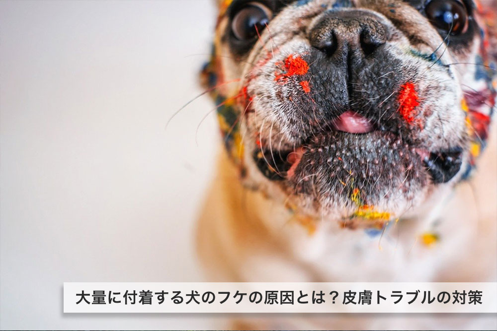 大量に付着する犬のフケの原因とは？皮膚トラブルの対策について