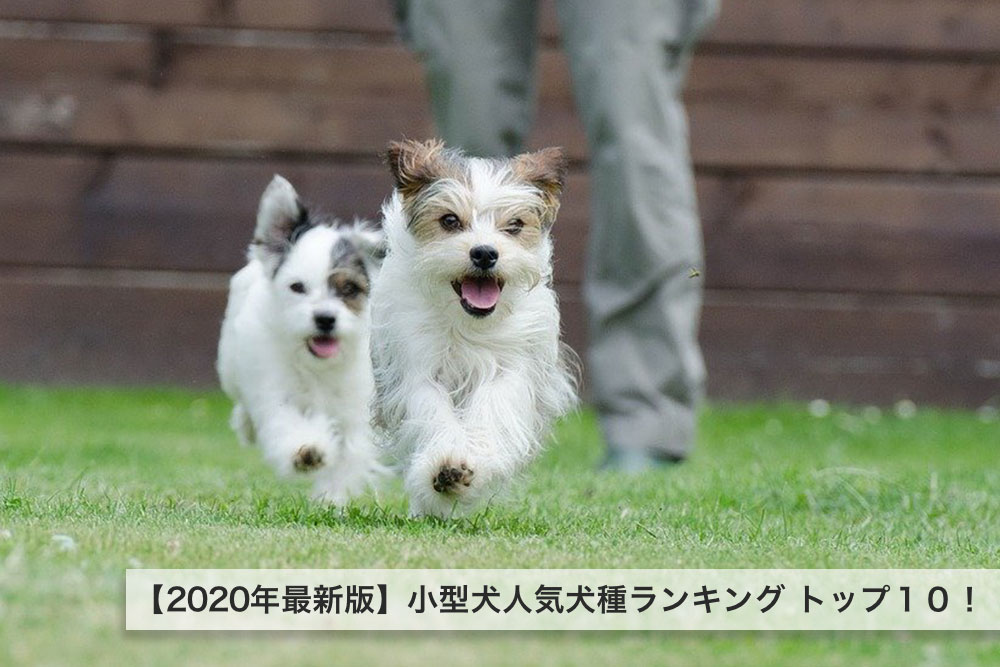 【2020年最新版】小型犬人気犬種ランキング トップ１０！