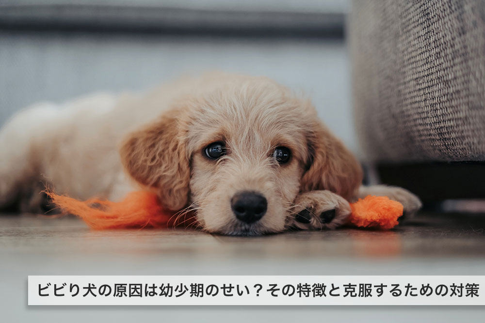 ビビり犬の原因は幼少期のせい？その特徴と克服するための対策について