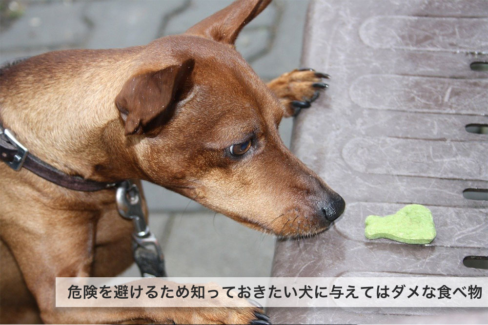 【注意】危険を避けるため知っておきたい犬に与えてはダメな食べ物８つ