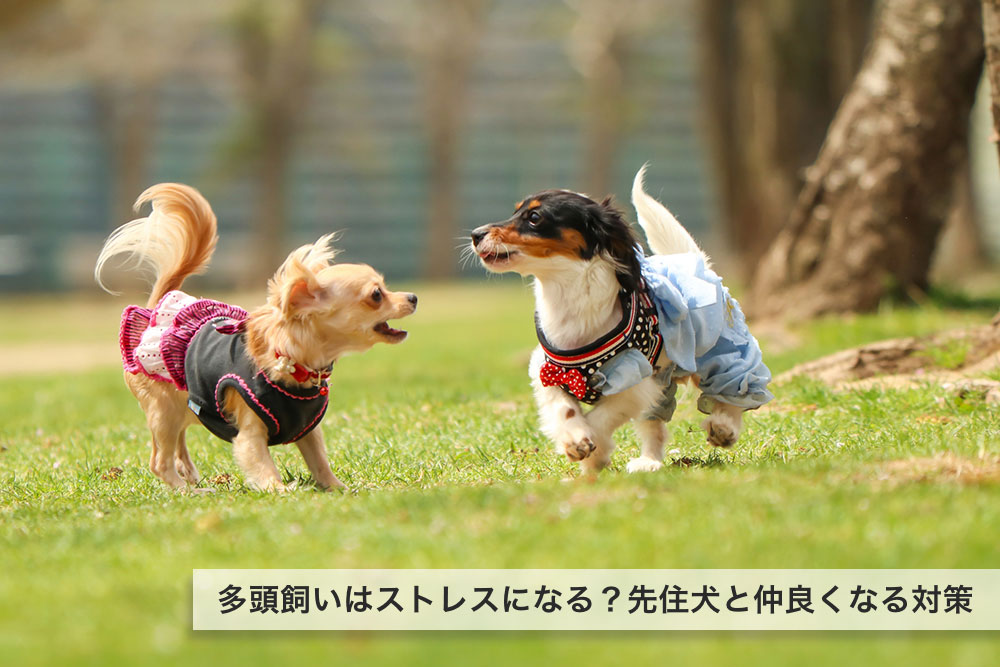 多頭飼いはストレスになる？先住犬と上手く馴染んでくれるための対策とは