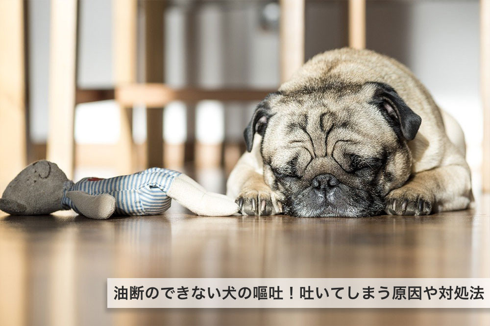 意外と油断のできない犬の嘔吐！吐いてしまう原因や対処法について