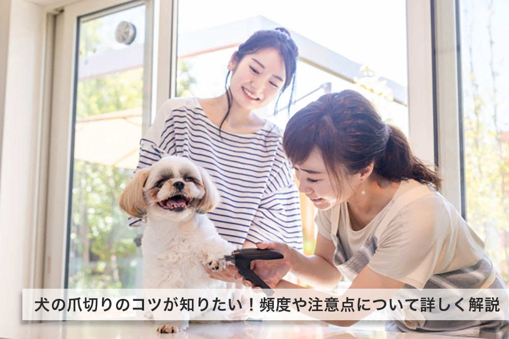 犬の爪切りのコツが知りたい 頻度や注意点について詳しく解説 愛犬ちゃんねる