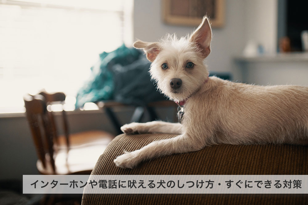 インターホンや電話に吠える犬のしつけ方・すぐにできる対策を解説！