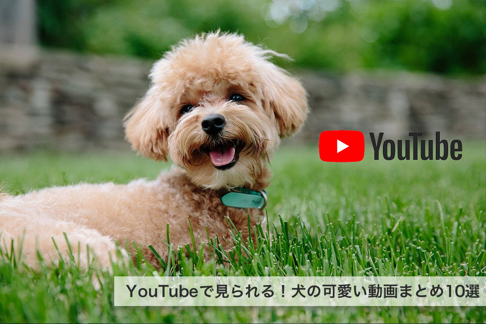 【癒される】YouTubeで見られる！犬の可愛い動画まとめ10選