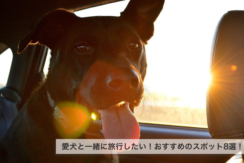 愛犬と一緒に旅行したい！おすすめのスポット8選！