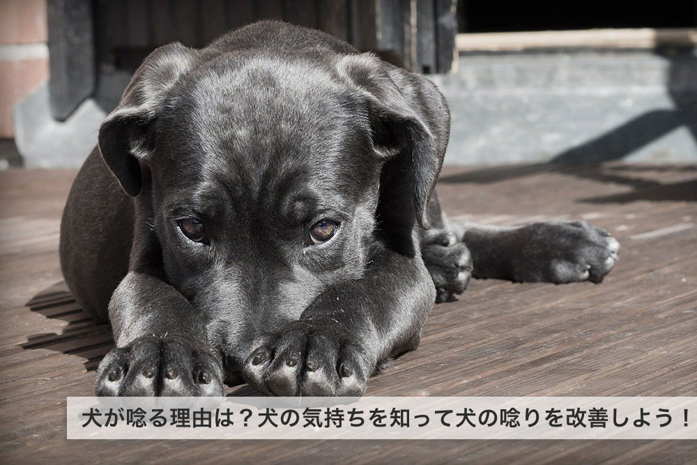 犬が唸る理由って？犬の気持ちを知って犬の唸りを改善しよう！