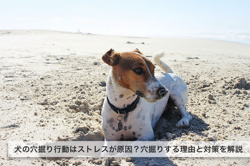 犬の穴掘り行動はストレスが原因？穴掘りする理由と対策を解説