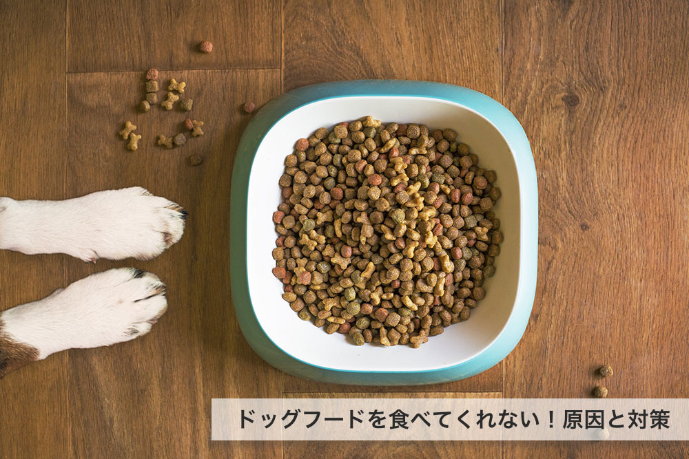 【心配】犬がドッグフードを食べない理由や原因｜食べてもらう対策方法とは