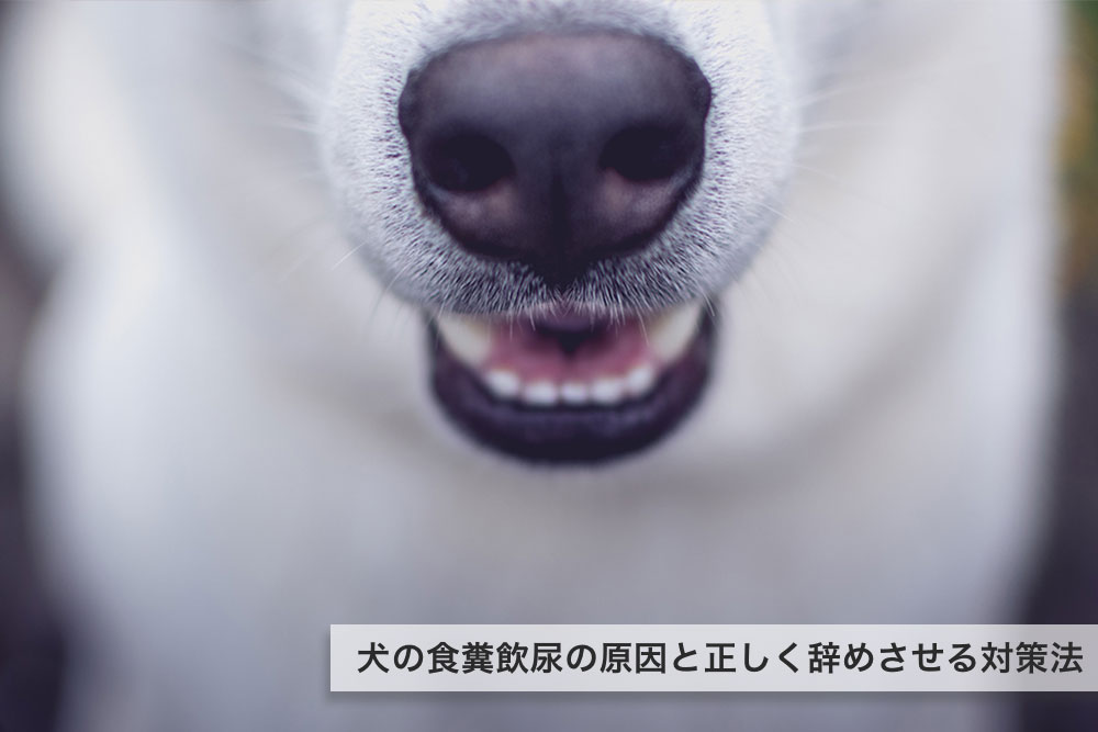 犬の食糞飲尿の原因と正しく辞めさせる対策法