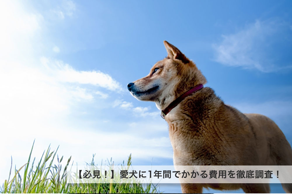 【必見！】愛犬に1年間でかかる費用を徹底調査！