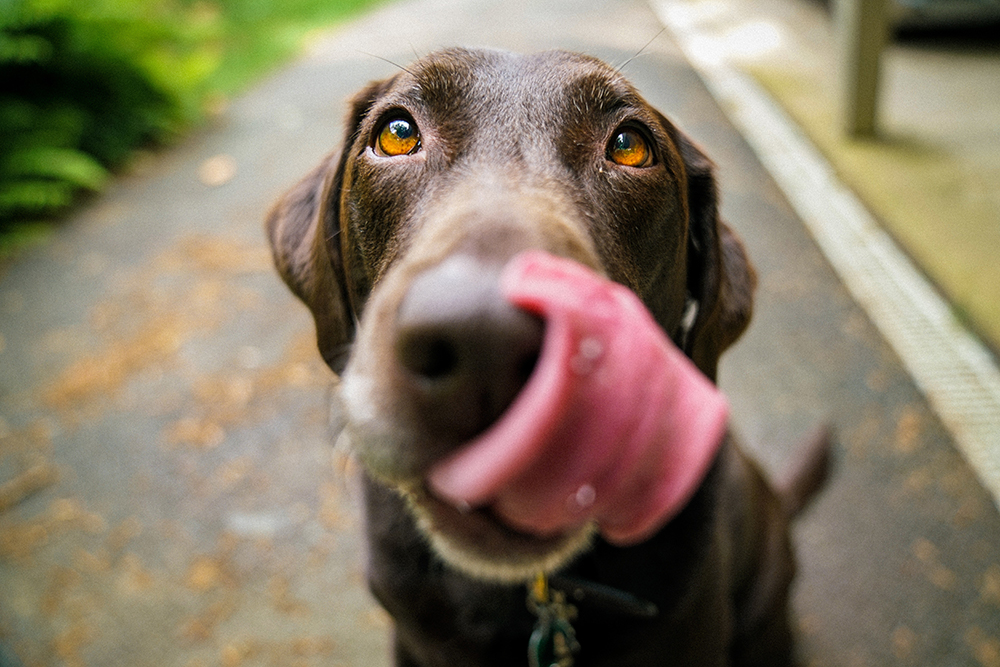 犬に気持ちは通じる？