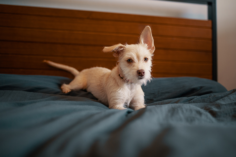 犬の穴掘り行動はストレスが原因 穴掘りする理由と対策を解説 愛犬ちゃんねる