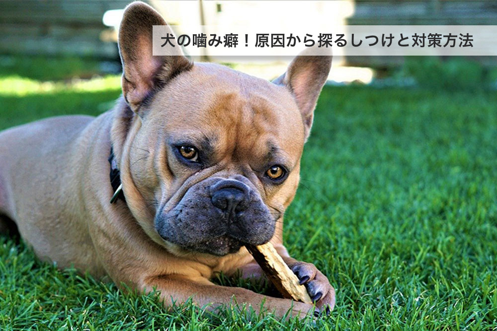 犬に噛み癖がある人必見！原因から探るしつけと対策方法