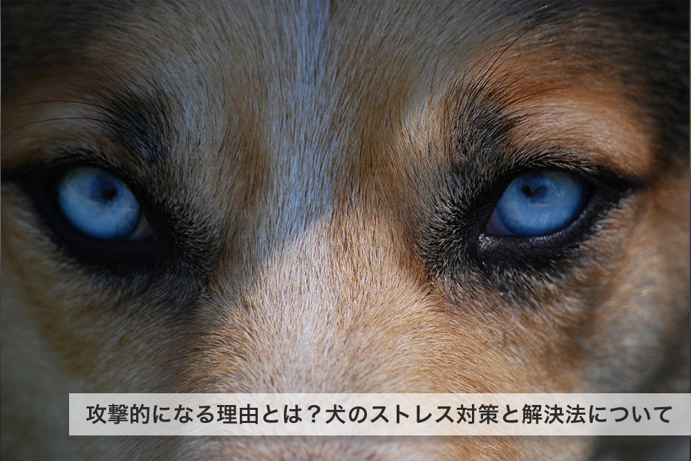 飼い主や家族に攻撃的になる理由とは？犬のストレス対策と解決法について