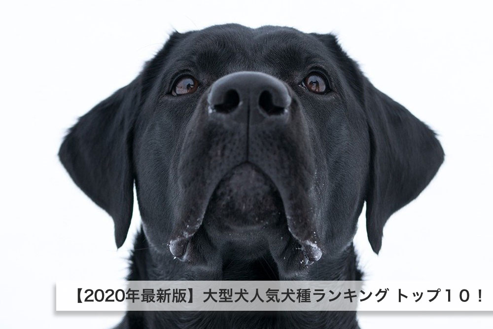 【2020年最新版】大型犬人気犬種ランキング トップ１０！