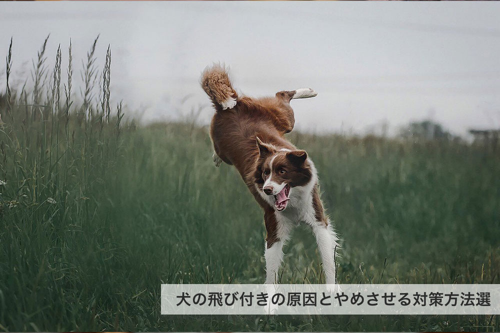 飼い主にも原因がある？犬の飛び付きの原因とやめさせる対策方法選