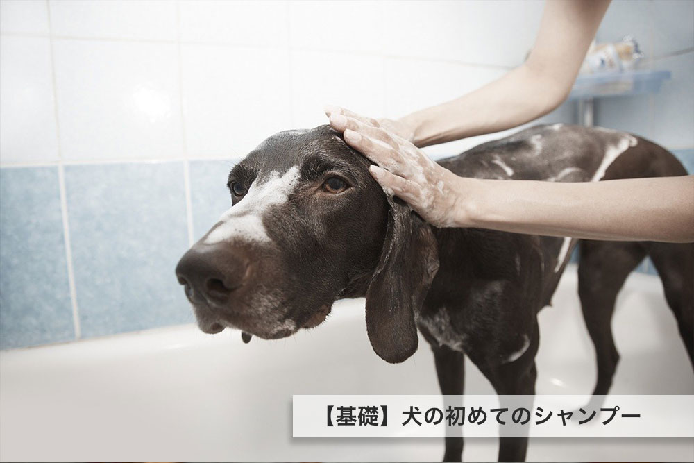 【基礎】犬の初めてのシャンプーに必要なもの、洗い方やコツをご紹介