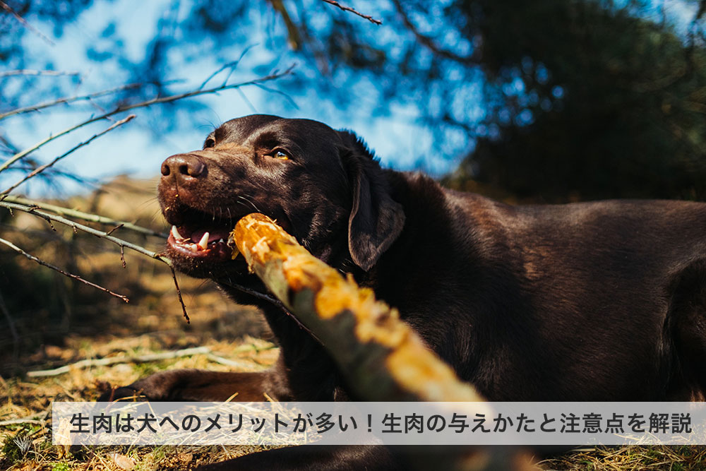 生肉は犬へのメリットが多い食材！生肉の与えかたと注意点を解説