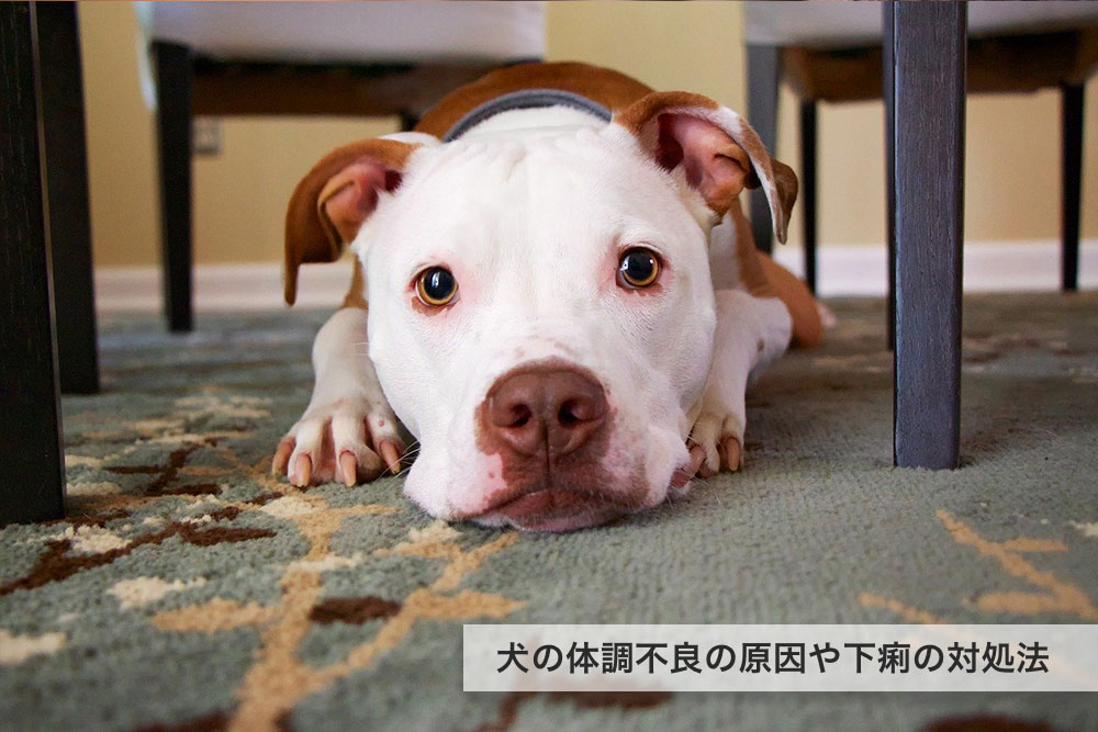 犬も具合が悪いと下痢をする？体調不良の原因や下痢の対処法について