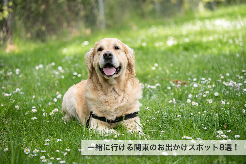 休日は愛犬と楽しもう！一緒に行ける関東のお出かけスポット8選！