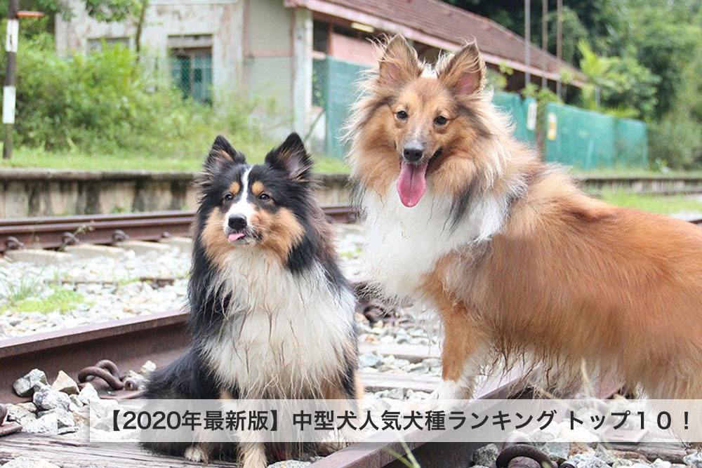 【2020年最新版】中型犬人気犬種ランキング トップ１０！