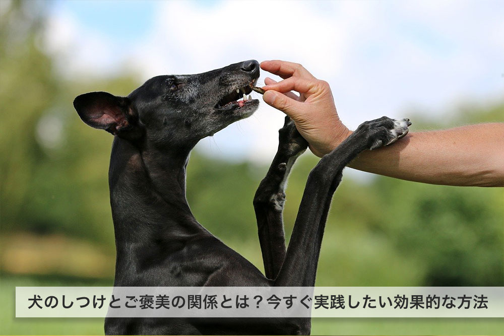 犬のしつけとご褒美の関係とは？今すぐ実践したい効果的な方法について