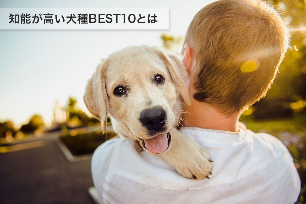 知能が高いのはあの犬種！賢い犬ランキング ベスト10