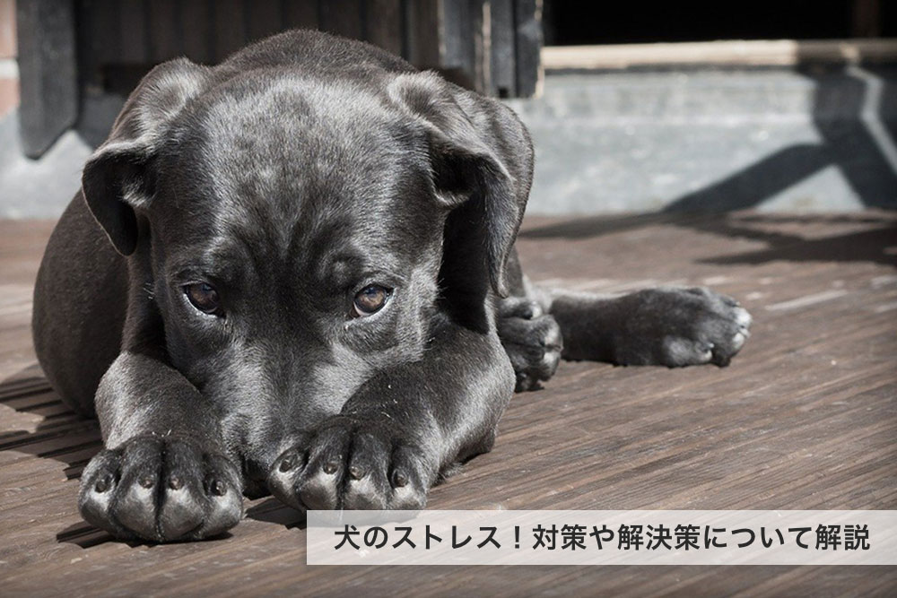 今すぐチェックしたい犬のストレス！対策や解決策について解説